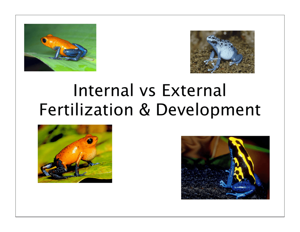 Internal vs External Fertilization & Development