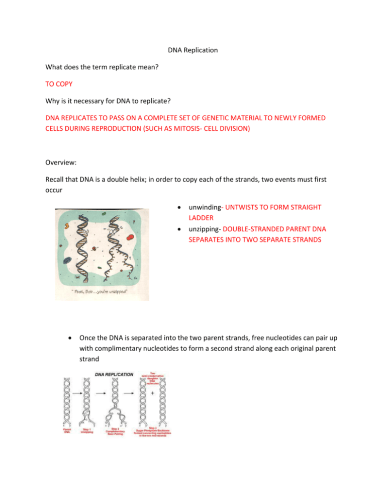 DNA Replication What Does The Term Replicate Mean TO COPY