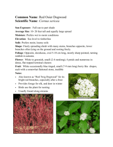 Common Name: Red Osier Dogwood Scientific Name: Cornus sericea