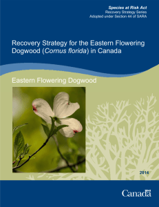 Recovery Strategy for the Eastern Flowering Dogwood (Cornus florida)