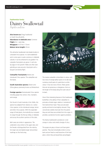 Dainty Swallowtail - Butterfly Gardening