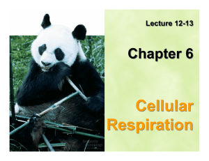 Cellular Respiration - Biology Courses Server