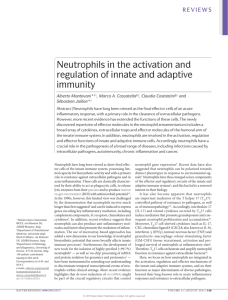 Neutrophils in the activation and regulation of innate and adaptive