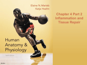 Chapter 4 Part 2 Inflammation and Tissue Repair