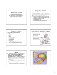 PowerPoint Notes for Respiratory System