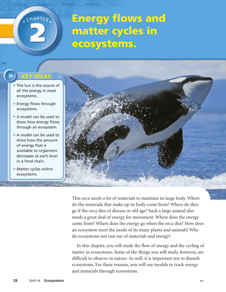 Energy Flows And Matter Cycles In Ecosystems 