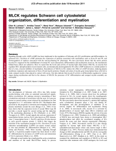 MLCK regulates Schwann cell cytoskeletal organization
