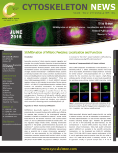 SUMOylation of Mitotic Proteins: Localization and Function