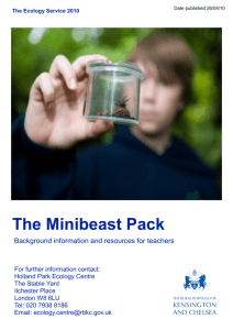 The Minibeast Pack