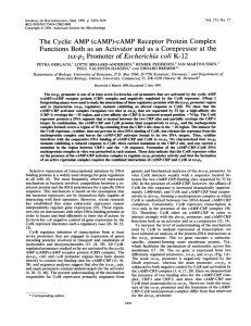 The Cyclic AMP (cAMP)-cAMP Receptor Protein Complex Functions