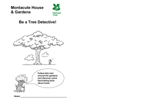 Montacute House & Gardens Be a Tree Detective!