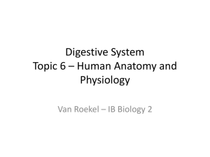 Digestive System Topic 6 - IB BiologyMr. Van Roekel Salem High