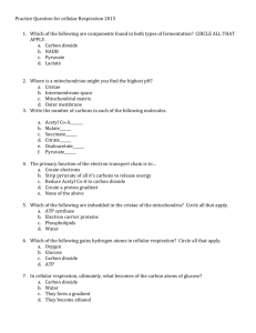 Honors Cell Respiration Review Question for Final