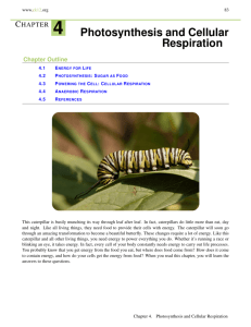 CHAPTER 4 Photosynthesis and Cellular Respiration