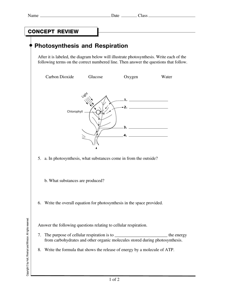 What Is Photosynthesis Grade 9