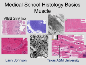 Muscle - PEER - Texas A&M University