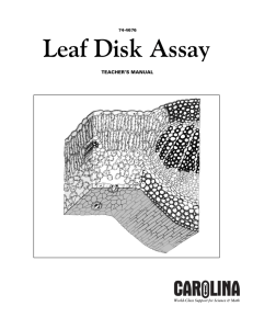 Leaf Disk TM.qxd