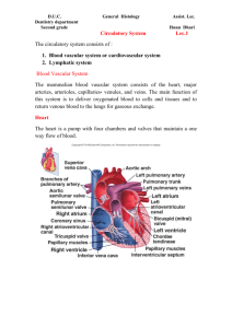 Circulatory System Lec.1 The circulatory system consists of : 1
