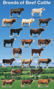 Breeds of Beef Cattle - The Canadian Cattlemen's Association