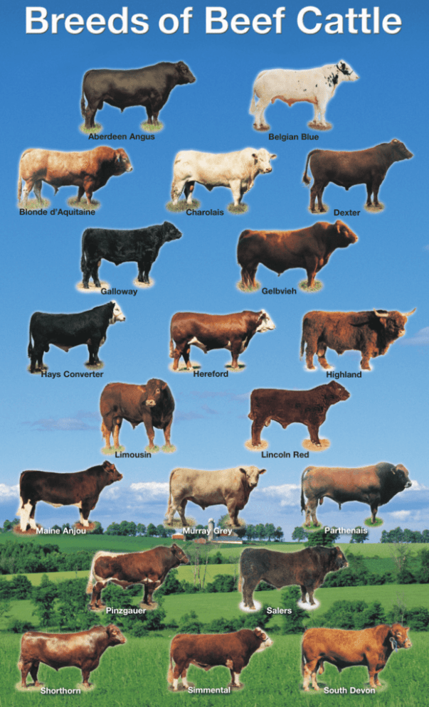 Breeds Of Beef Cattle The Canadian Cattlemen S Association