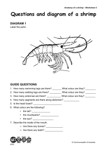 Questions and diagram of a shrimp