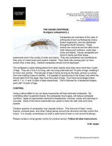 THE HOUSE CENTIPEDE Scutigera coleoptrata (L.) Centipedes are