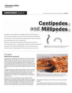 Centipedes and Millipedes - University of Idaho Extension