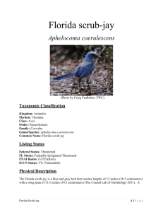 Florida scrub-jay - Florida Fish and Wildlife Conservation Commission