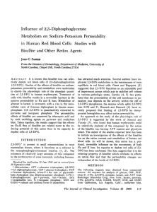 Influence of 2,3-Diphosphoglycerate Metabolism on Sodium