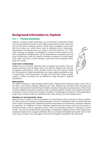 Background information on Daphnia