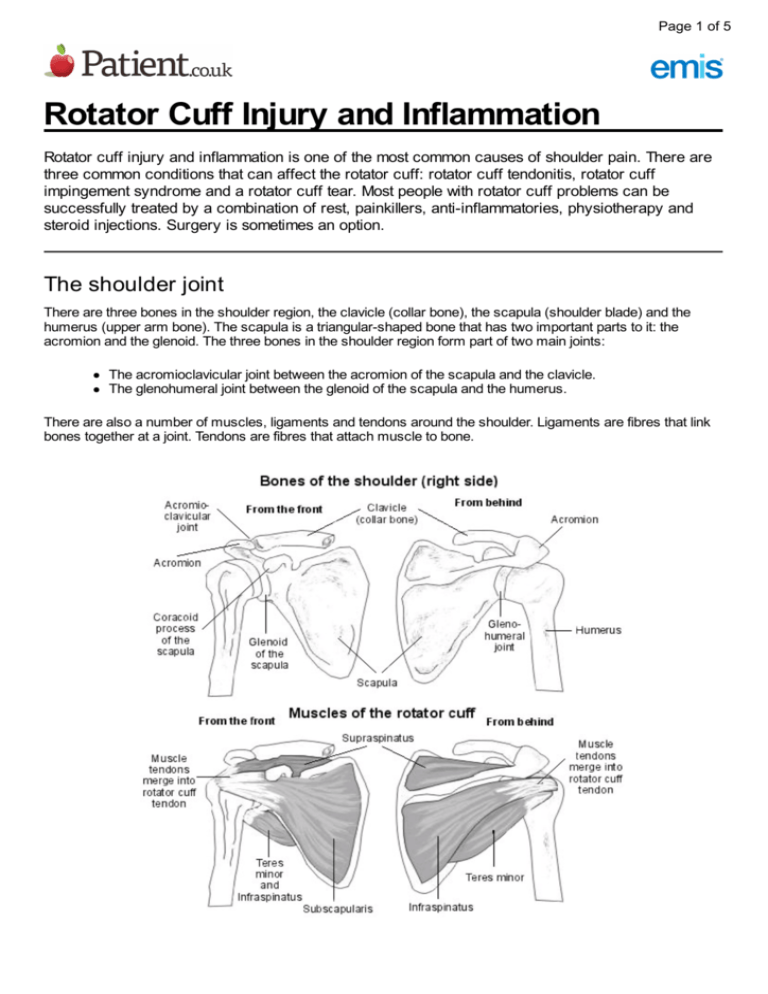 Rotator Cuff Injury and Inflammation