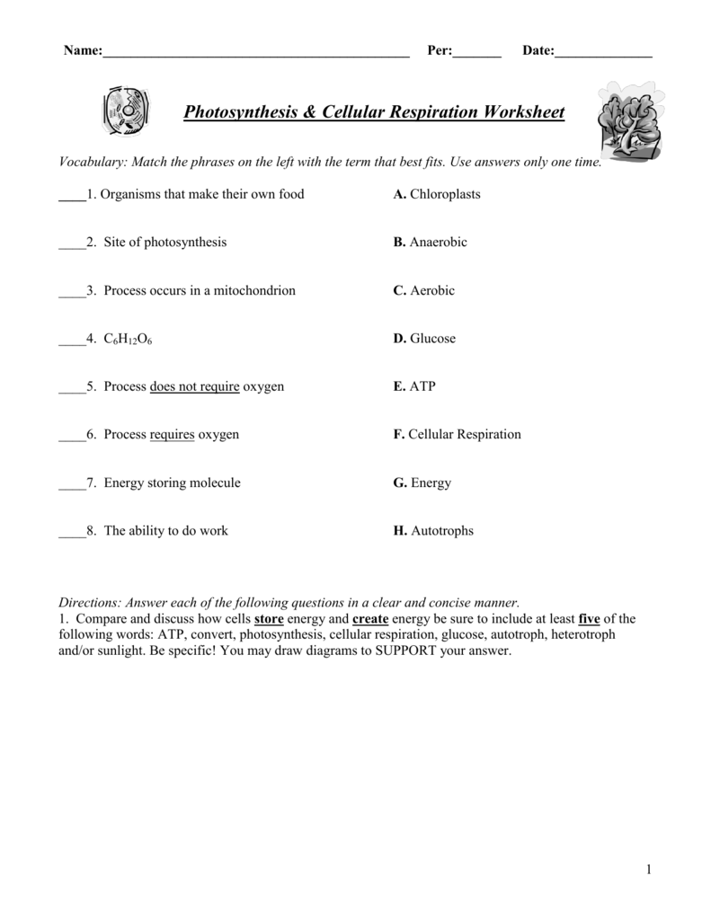 Photosynthesis Cellular Respiration Worksheet