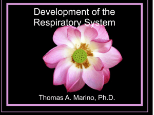 Development of Respiratory System and Body Cavities