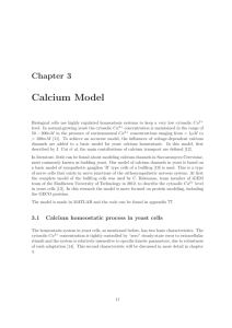 Calcium Model
