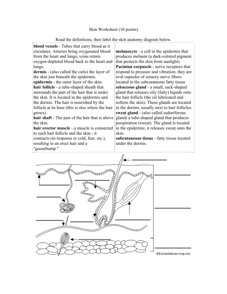 Skin Worksheet