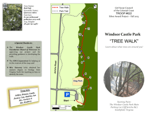 TREE WALK - Windsor Castle Park