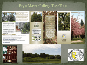 Tree Tour - Bryn Mawr College