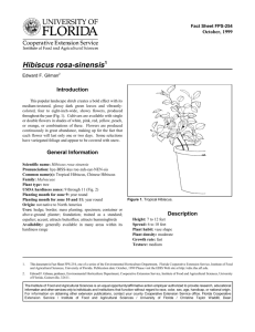 Hibiscus rosa-sinensis - Environmental Horticulture