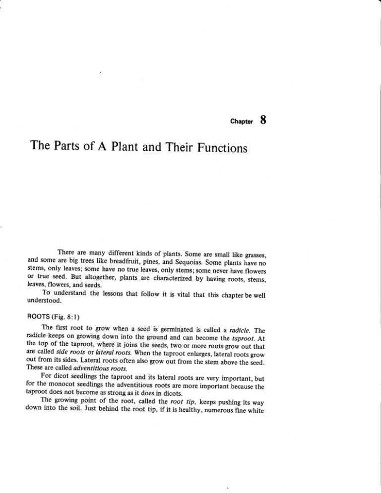 Chapter 8 The Parts Of A Plant And Their Functions
