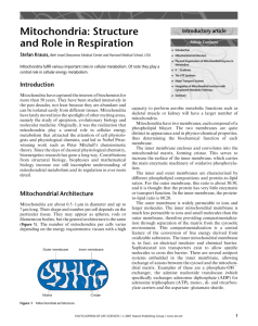 Mitochondria: Structure and Role in Respiration