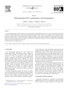 Mitochondrial DNA maintenance and bioenergetics