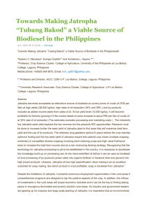 Jatropha - Viable Source of Biodiesel in the Philippines