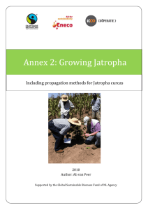 Growing Jatropha - Netherlands Enterprise Agency