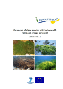 Catalogue of algae with high growth rates and energy potential