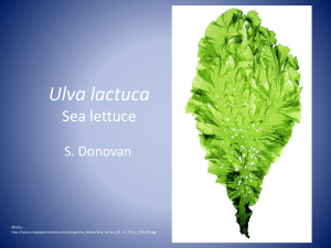 Ulva lactuca Sea lettuce - Scituate Science Department