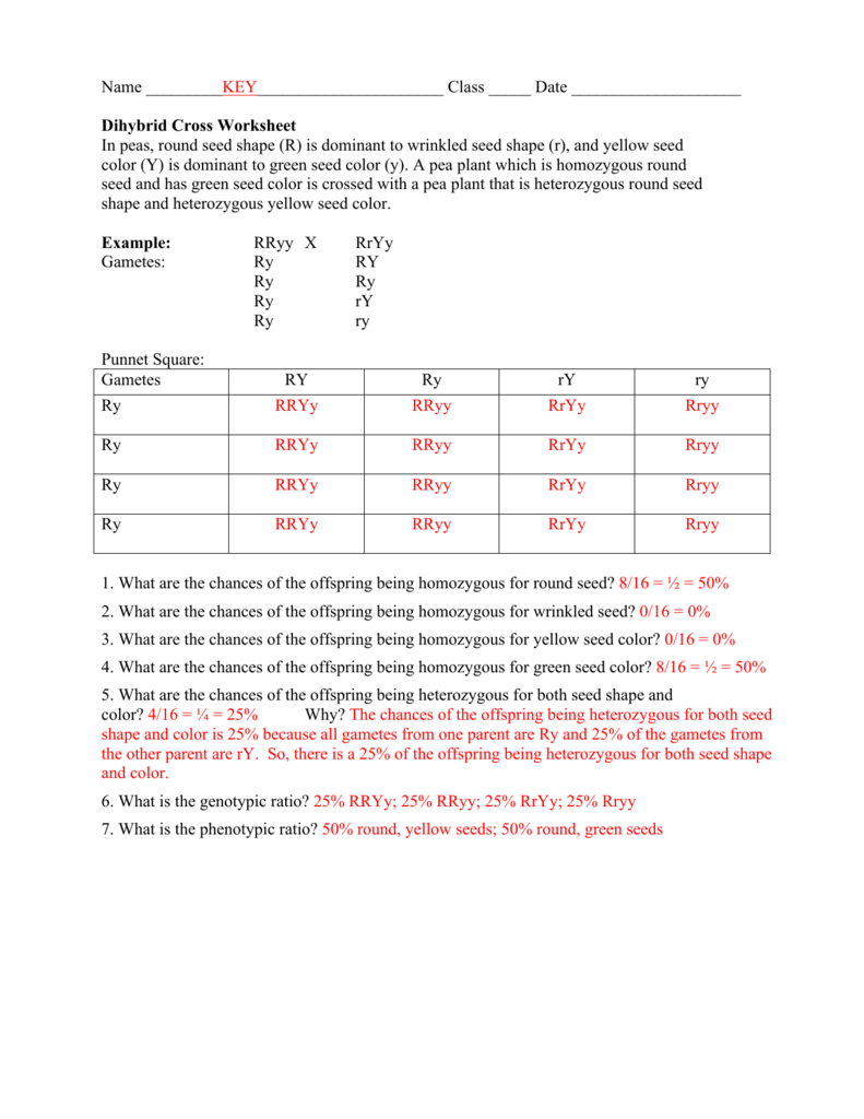 Dihybrid Cross Worksheet In peas, round seed For Dihybrid Cross Worksheet Answers