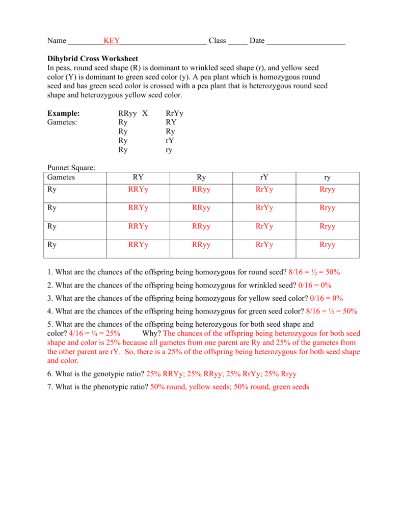 Dihybrid Cross Worksheet In peas, round seed Within Dihybrid Cross Worksheet Answers