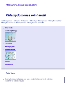 Chlamydomonas reinhardtii, unicellular algae: life cycle, cell