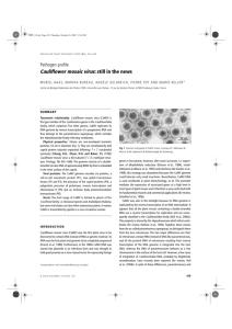 Cauliflower mosaic virus: still in the news