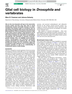 Glial cell biology in Drosophila and vertebrates